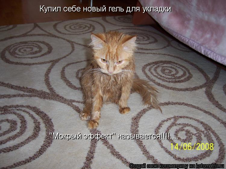 Котоматрица: Купил себе новый гель для укладки "Мокрый эффект" называется!!!!....