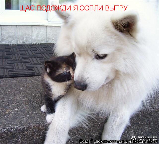 Котоматрица: ЩАС ПОДОЖДИ Я СОПЛИ ВЫТРУ