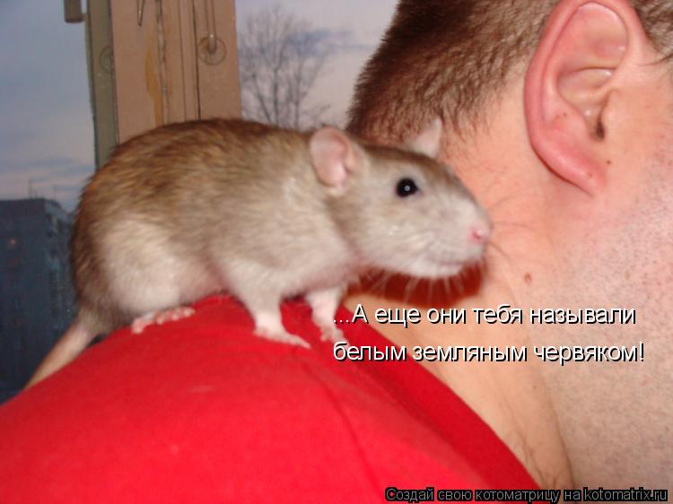 Котоматрица: ...А еще они тебя называли  белым земляным червяком!