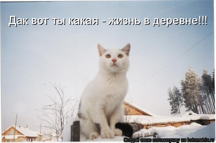 Дак вот ты какая - жизнь в деревне!!!... Котоматрица: Дак вот ты какая - жизнь в деревне!!!