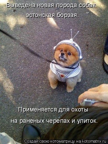 Котоматрица: Выведена новая порода собак  эстонская борзая. Применяется для охоты на раненых черепах и улиток.