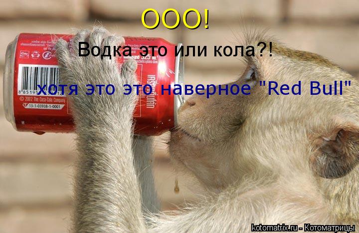 Котоматрица: ООО! Водка это или кола?! хотя это это наверное "Red Bull"