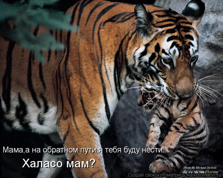 Мама,а на обратном пути,я тебя буду нести. Халасо мам?... Котоматрица: Мама,а на обратном пути,я тебя буду нести. Халасо мам?