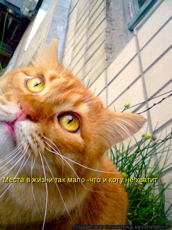 Котоматрица: Места в жизни так мало -что и коту не хватит