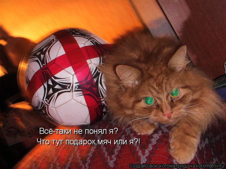 Всё-таки не понял я? Что тут подарок,мяч или я?!... Котоматрица: Всё-таки не понял я? Что тут подарок,мяч или я?!