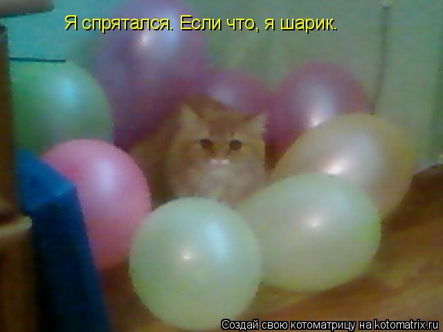 Котоматрица: Я спрятался. Если что, я шарик.