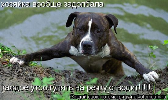 Котоматрица: хозяйка вообще задолбала  каждое утро гулять на речку отводит!!!!!