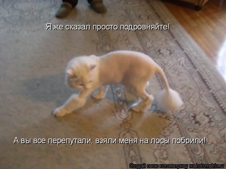 Котоматрица: Я же сказал просто подровняйте! А вы все перепутали, взяли меня на лосы побрили! Я же сказал просто подровняйте! А вы все перепутали, взяли ме