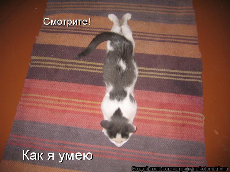 Котоматрица: Смотрите! Как я умею