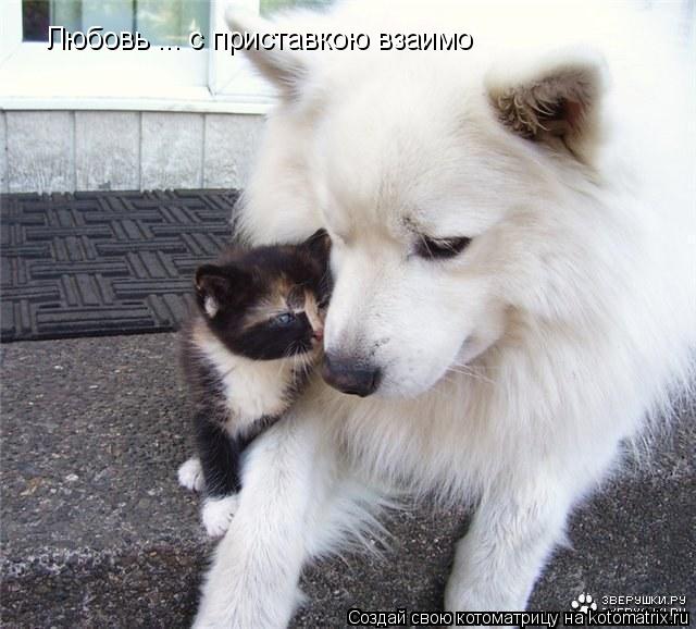 Котоматрица: Любовь ... с приставкою взаимо