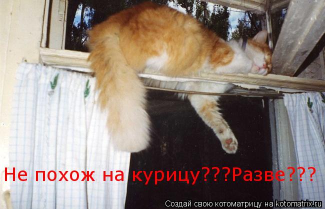 Котоматрица: Не похож на курицу???Разве???