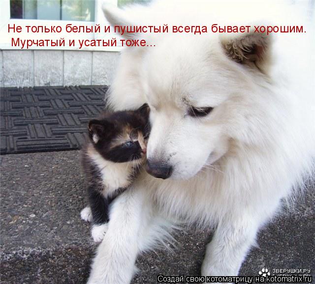 Котоматрица: Не только белый и пушистый всегда бывает хорошим. Мурчатый и усатый тоже...