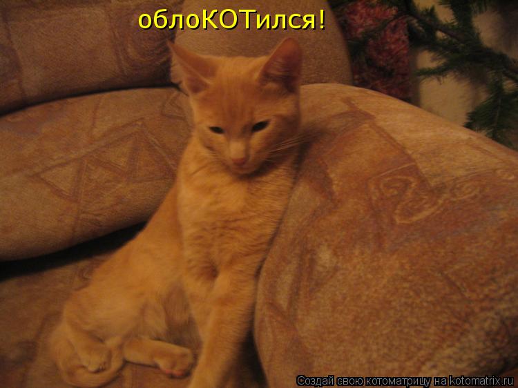 Котоматрица: облоКОТился!