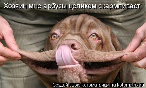 Котоматрица: Хозяин мне арбузы целиком скармливает