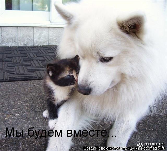 Мы будем вместе...... Котоматрица: Мы будем вместе...