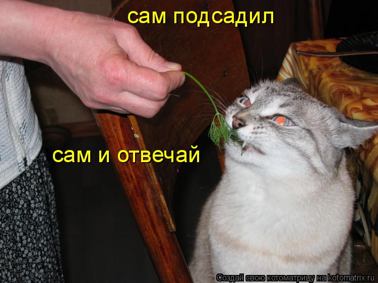 Котоматрица: сам подсадил сам и отвечай