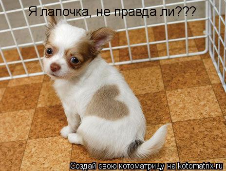 Котоматрица: Я лапочка, не правда ли???