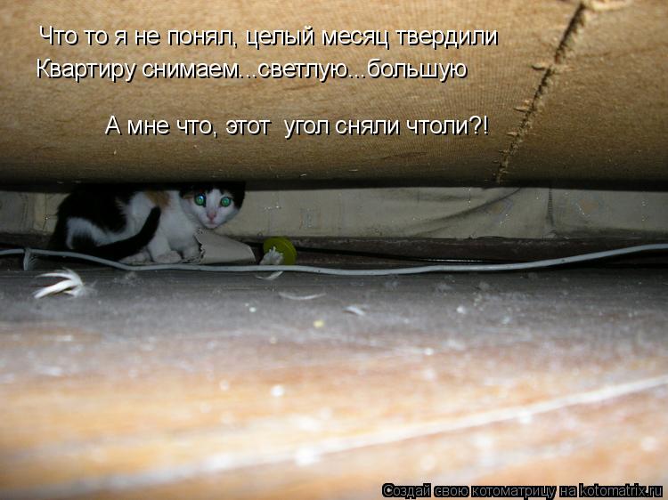 Котоматрица: Что то я не понял, целый месяц твердили  Квартиру снимаем...светлую...большую А мне что, этот  угол сняли чтоли?!