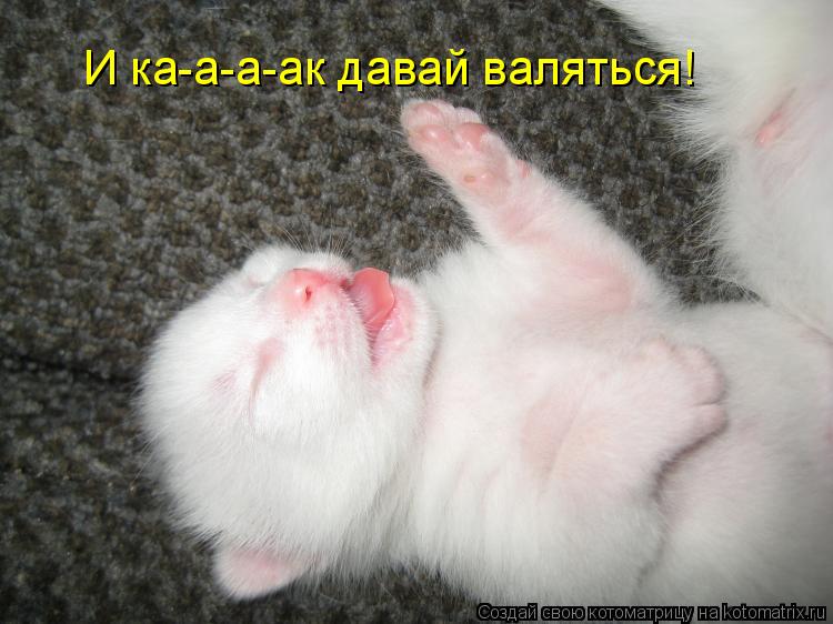 Котоматрица: И ка-а-а-ак давай валяться!