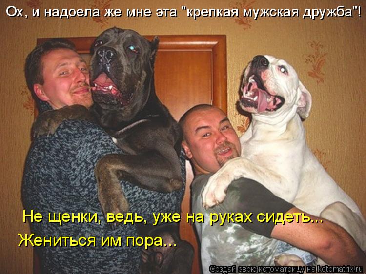 Котоматрица: Ох, и надоела же мне эта "крепкая мужская дружба"! Не щенки, ведь, уже на руках сидеть... Жениться им пора...