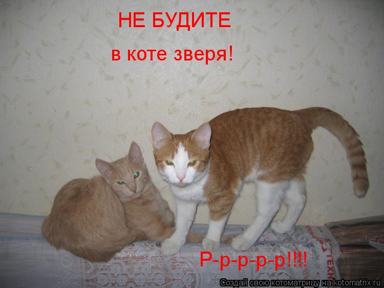 Котоматрица: НЕ БУДИТЕ в коте зверя! Р-р-р-р-р!!!!