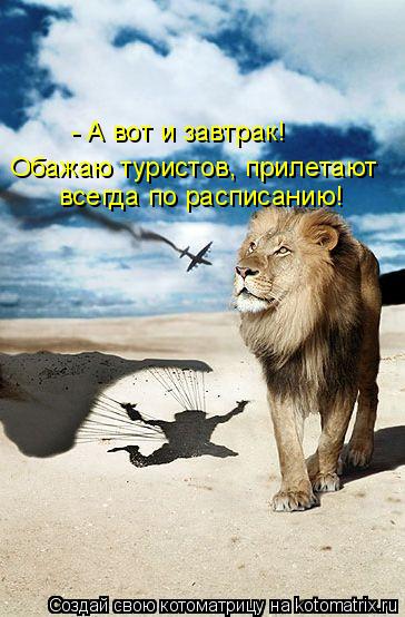 Обажаю туристов, прилетают всегда по расписанию! - А вот и завтрак!... Котоматрица: Обажаю туристов, прилетают всегда по расписанию! - А вот и завтрак!