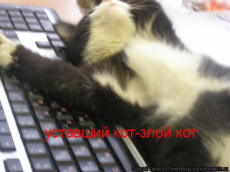 Котоматрица: уставший кот-злой кот