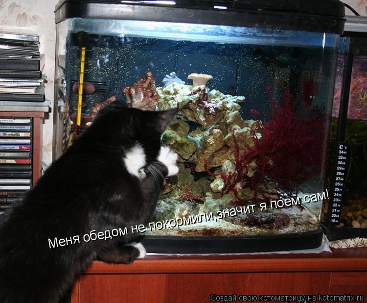 Котоматрица: Меня обедом не покормили,значит я поем сам!