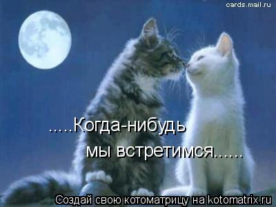 Котоматрица: .....Когда-нибудь мы встретимся......