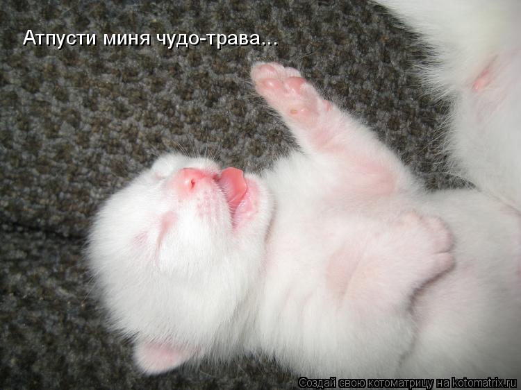 Котоматрица: Атпусти миня чудо-трава...