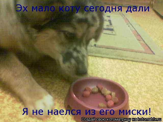 Котоматрица: Эх мало коту сегодня дали Я не наелся из его миски!