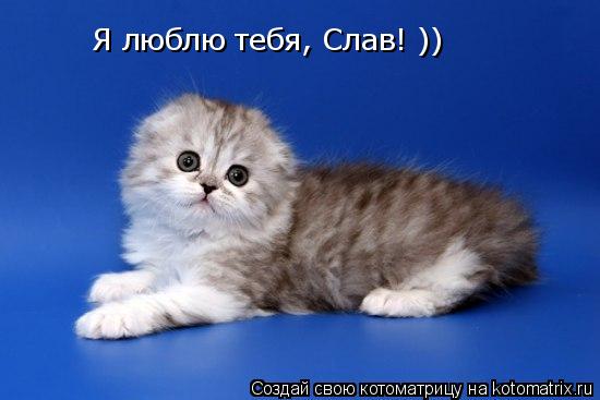Я люблю тебя, Слав! ))... Котоматрица: Я люблю тебя, Слав! ))