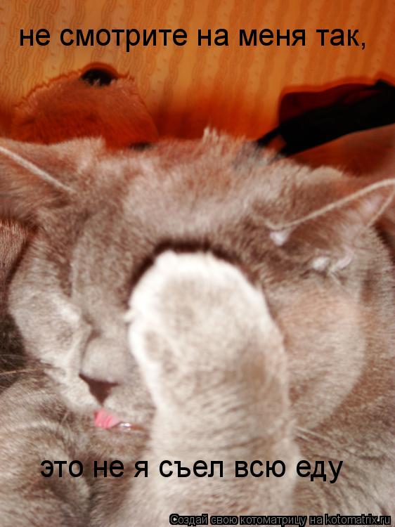 Котоматрица: не смотрите на меня так, это не я съел всю еду