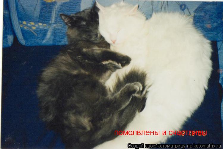 Котоматрица: помолвлены и счастливы