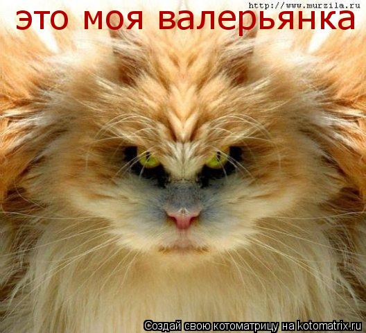 это моя валерьянка ... Котоматрица: это моя валерьянка захавал
