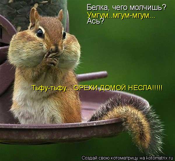 Котоматрица: Белка, чего молчишь? Умгум..мгум-мгум... Ась? Тьфу-тьфу... ОРЕХИ ДОМОЙ НЕСЛА!!!!!