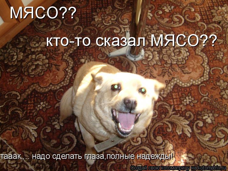 Котоматрица: МЯСО??  кто-то сказал МЯСО??  тааак.... надо сделать глаза,полные надежды!