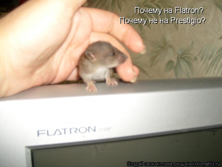 Почему на Flatron? Почему не на Prestigio?... Котоматрица: Почему на Flatron? Почему не на Prestigio?