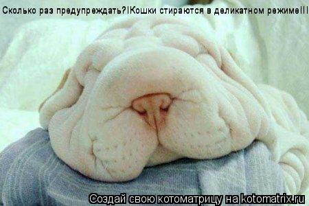 Котоматрица: Сколько раз предупреждать?!Кошки стираются в деликатном режиме!!! Сколько раз предупреждать?!Кошки стираются в деликатном режиме!!! Сколько 