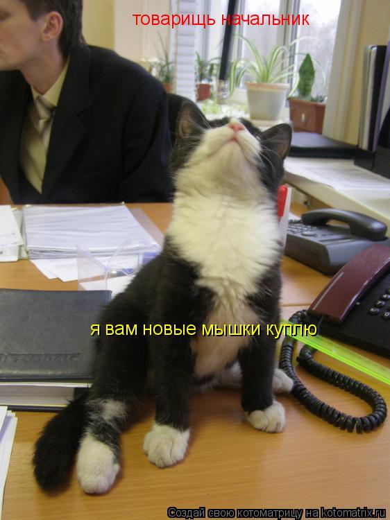 товарищь начальник я вам новые мышки куплю... Котоматрица: товарищь начальник я вам новые мышки куплю