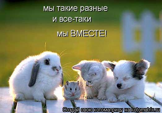 мы такие разные и все-таки мы ВМЕСТЕ!... Котоматрица: мы такие разные и все-таки мы ВМЕСТЕ!