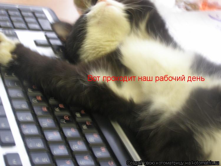 Котоматрица: Вот проходит наш рабочий день