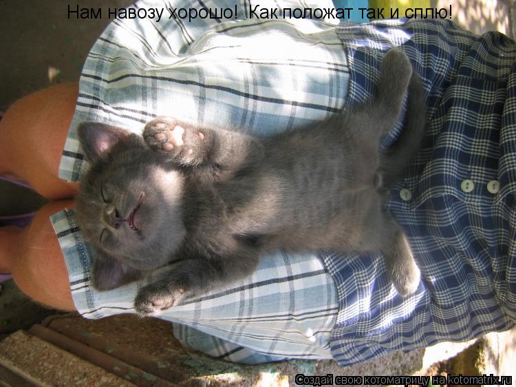 Котоматрица: Нам навозу хорошо!  Как положат так и сплю!