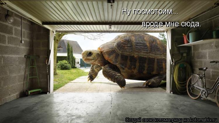 Котоматрица: Ну посмотрим... вроде мне сюда.