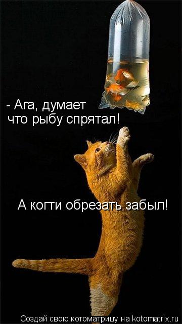 - Ага, думает что рыбу спрятал! А когти обрезать забыл!... Котоматрица: - Ага, думает что рыбу спрятал! А когти обрезать забыл!