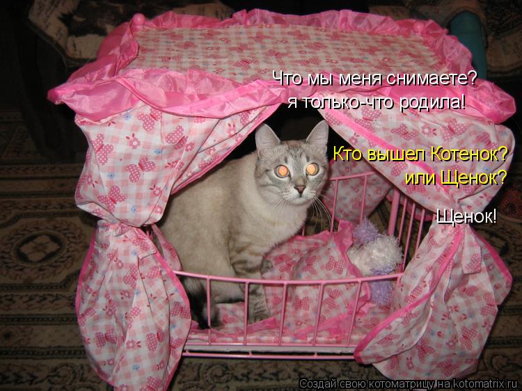 Котоматрица: Что мы меня снимаете? я только-что родила! Кто вышел Котенок?  или Щенок? Щенок!