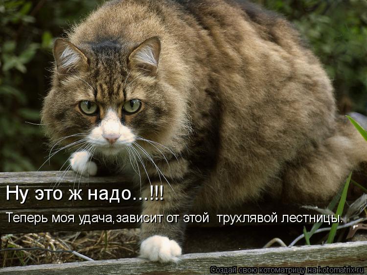 Котоматрица: Ну это ж надо...!!! Теперь моя удача,зависит от этой  трухлявой лестницы.