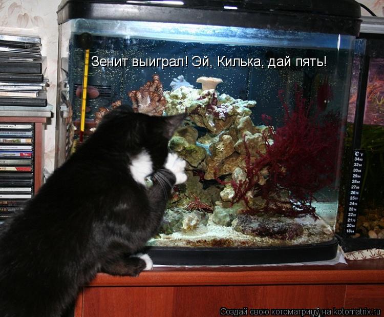 Зенит выиграл! Эй, Килька, дай пять!... Котоматрица: Зенит выиграл! Эй, Килька, дай пять!