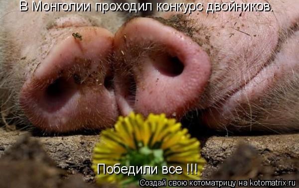 Котоматрица: В Монголии проходил конкурс двойников. Победили все !!!