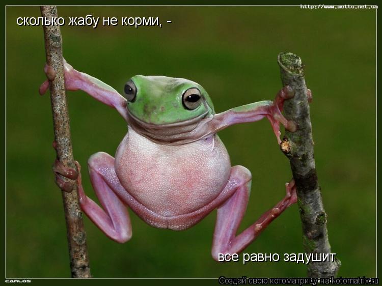 cколько жабу не корми, - все равно задушит... Котоматрица: cколько жабу не корми, - все равно задушит